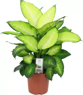 Dieffenbachia 'Summer style' (Dief van Bagdad) 60cm - afbeelding 1
