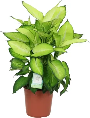 Dieffenbachia 'Summer style' (Dief van Bagdad) 80cm - afbeelding 1
