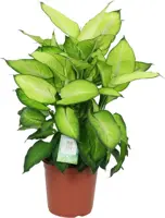 Dieffenbachia 'Summer style' (Dief van Bagdad) 80cm - afbeelding 1