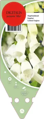 Digitalis Purpurea Alba (Vingerhoedskruid) - afbeelding 1