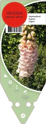 Digitalis Purpurea Apricot (Vingerhoedskruid) - afbeelding 1