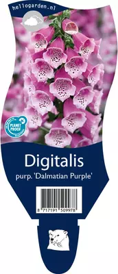Digitalis purpurea 'Dalmatian Purple' (Vingerhoedjeskruid) - afbeelding 1