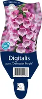 Digitalis purpurea 'Dalmatian Purple' (Vingerhoedjeskruid) - afbeelding 1