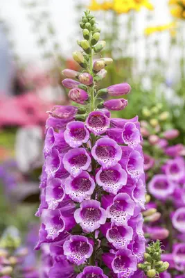 Digitalis purpurea 'Dalmatian Purple' (Vingerhoedskruid 'Dalmatian Purple') - afbeelding 1