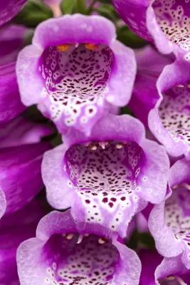 Digitalis purpurea 'Dalmatian Purple' (Vingerhoedskruid 'Dalmatian Purple') - afbeelding 2