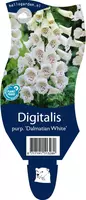 Digitalis purpurea 'Dalmatian White' (Vingerhoedjeskruid) - afbeelding 1