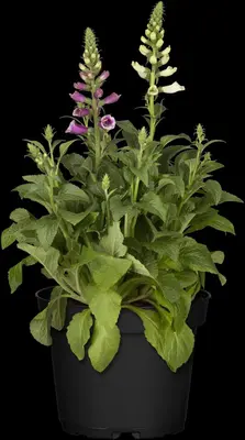 Digitalis purpurea (Gewoon vingerhoedskruid) - afbeelding 15