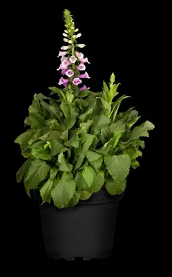 Digitalis purpurea (Gewoon vingerhoedskruid) - afbeelding 20