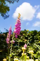 Digitalis purpurea (Gewoon vingerhoedskruid) - afbeelding 4