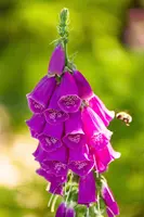 Digitalis purpurea (Gewoon vingerhoedskruid) - afbeelding 6