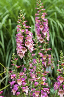Digitalis purpurea (Gewoon vingerhoedskruid) - afbeelding 9