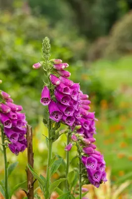 Digitalis purpurea (Gewoon vingerhoedskruid) - afbeelding 26