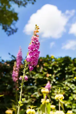 Digitalis purpurea (Gewoon vingerhoedskruid) - afbeelding 4