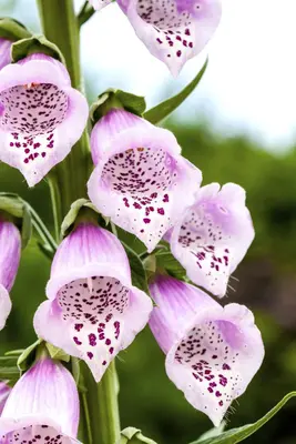 Digitalis purpurea (Gewoon vingerhoedskruid) - afbeelding 7