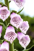 Digitalis purpurea (Gewoon vingerhoedskruid) - afbeelding 7