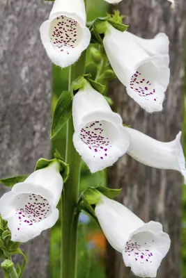 Digitalis purpurea (Gewoon vingerhoedskruid) - afbeelding 8