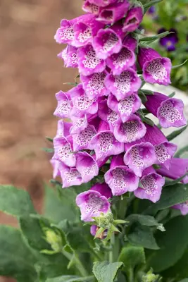 Digitalis purpurea (Gewoon vingerhoedskruid) - afbeelding 22