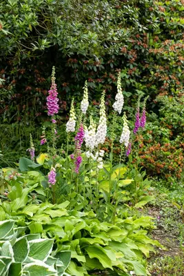 Digitalis purpurea (Gewoon vingerhoedskruid) - afbeelding 23