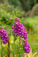 Digitalis purpurea (Gewoon vingerhoedskruid) - afbeelding 26