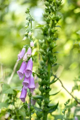 Digitalis purpurea (Gewoon vingerhoedskruid) - afbeelding 28