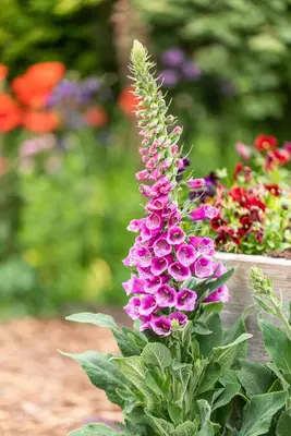 Digitalis purpurea (Gewoon vingerhoedskruid) - afbeelding 29