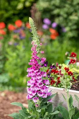 Digitalis purpurea (Gewoon vingerhoedskruid) - afbeelding 30