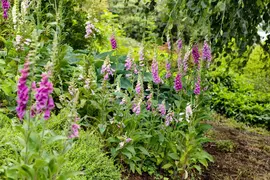 Digitalis purpurea (Gewoon vingerhoedskruid) - afbeelding 27