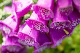 Digitalis purpurea (Gewoon vingerhoedskruid) - afbeelding 34