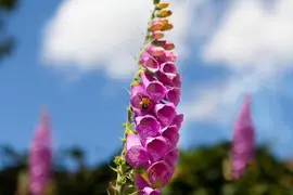 Digitalis purpurea (Gewoon vingerhoedskruid) - afbeelding 1