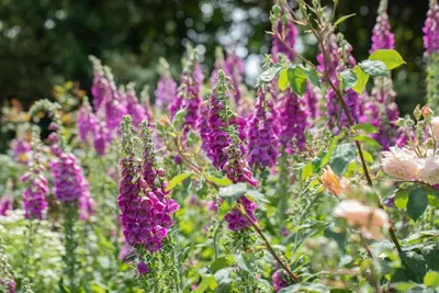Digitalis purpurea (Gewoon vingerhoedskruid) - afbeelding 18