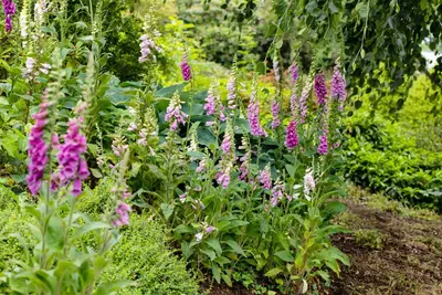 Digitalis purpurea (Gewoon vingerhoedskruid) - afbeelding 27