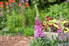 Digitalis purpurea (Gewoon vingerhoedskruid) - afbeelding 31