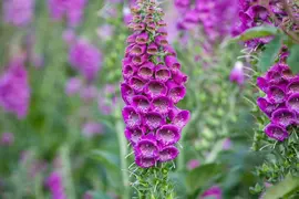 Digitalis purpurea (Gewoon vingerhoedskruid) - afbeelding 32