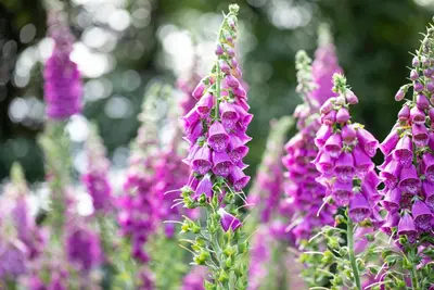 Digitalis purpurea (Gewoon vingerhoedskruid) - afbeelding 35