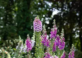 Digitalis purpurea (Gewoon vingerhoedskruid) - afbeelding 33