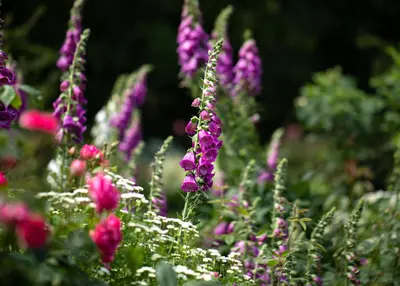 Digitalis purpurea (Gewoon vingerhoedskruid) - afbeelding 36