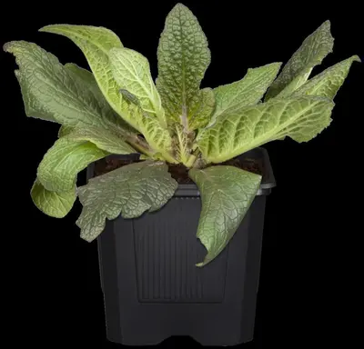 Digitalis purpurea (Gewoon vingerhoedskruid) - afbeelding 14