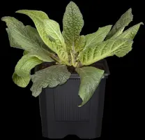 Digitalis purpurea (Gewoon vingerhoedskruid) - afbeelding 14