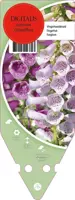 Digitalis Purpurea Gloxiniiflora (Vingerhoedskruid) - afbeelding 1