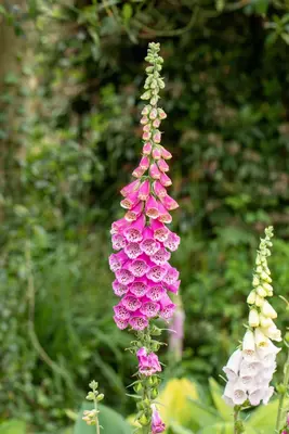 Digitalis purpurea, pink (Gewoon vingerhoedskruid) - afbeelding 2