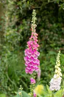 Digitalis purpurea, pink (Gewoon vingerhoedskruid) - afbeelding 2