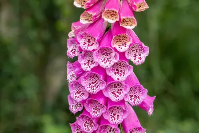 Digitalis purpurea, pink (Gewoon vingerhoedskruid) - afbeelding 3