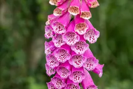 Digitalis purpurea, pink (Gewoon vingerhoedskruid) - afbeelding 3