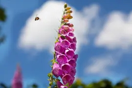 Digitalis purpurea (Vingerhoedskruid) - afbeelding 5