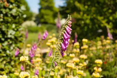 Digitalis purpurea (Vingerhoedskruid) - afbeelding 6