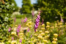 Digitalis purpurea (Vingerhoedskruid) - afbeelding 6