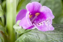 Digitalis purpurea (Vingerhoedskruid) - afbeelding 13
