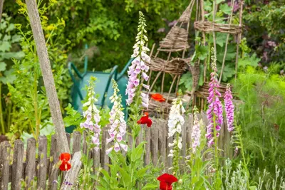 Digitalis purpurea (Vingerhoedskruid) - afbeelding 16