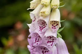 Digitalis purpurea (Vingerhoedskruid) - afbeelding 27