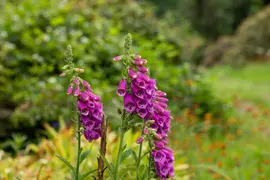 Digitalis purpurea (Vingerhoedskruid) - afbeelding 28